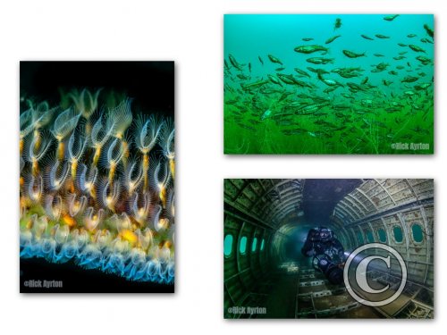 May 2026: Underwater Excellence  - Joint Third