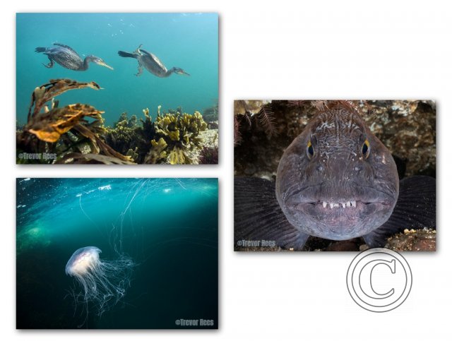 May 2026: Underwater Excellence  - Joint Third