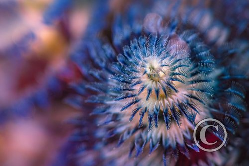 July 2026: Natural Artistry - Joint Winner