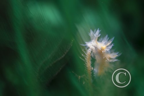 August 2026: Macro - Joint Third